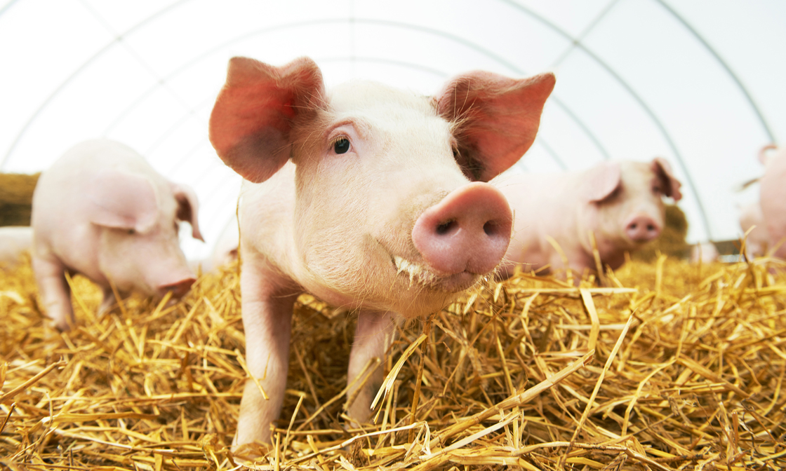 臺灣碩騰喬遷通知