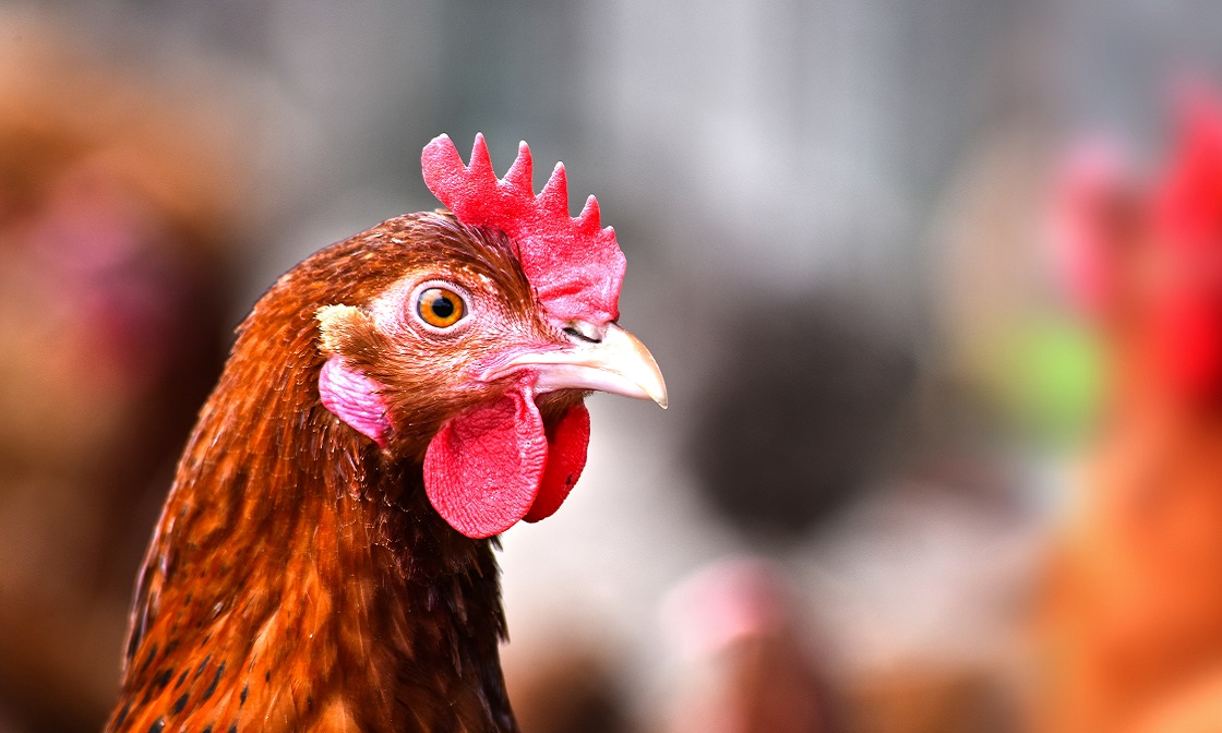 臺灣碩騰聲明稿