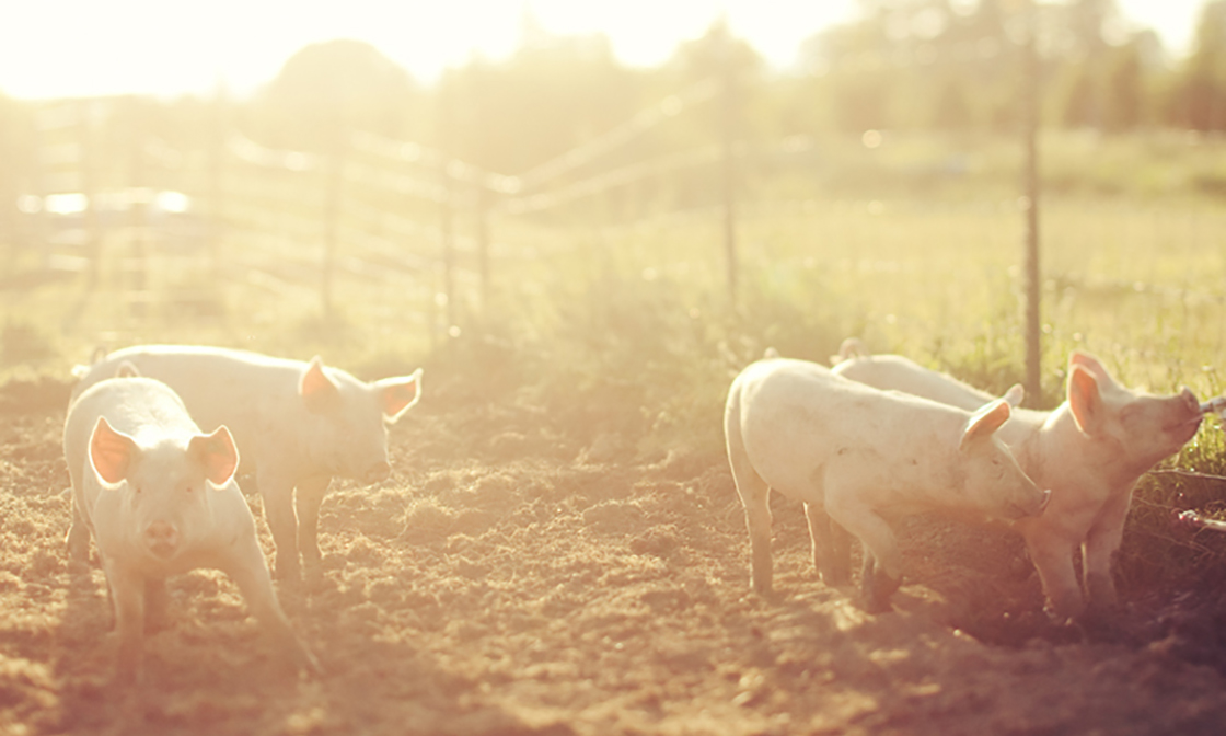 EPY? 豬黴漿菌? 熟悉又陌生的病原